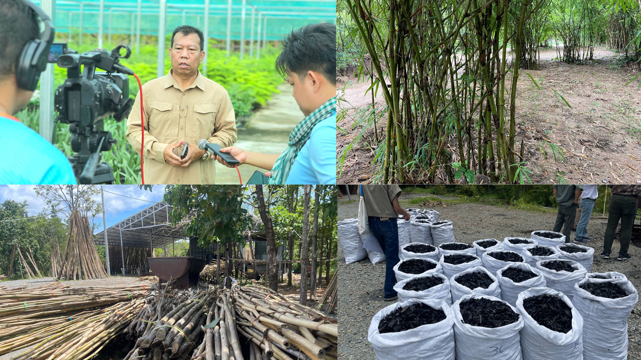 ឬស្សីជាប្រភពចំណូលទី២ បន្ទាប់ពីការធ្វើស្រែចំការ របស់ប្រជា​សហគមន៍​ការពារធម្មជាតិចំបក់ ខេត្តកំពង់ស្ពឺ