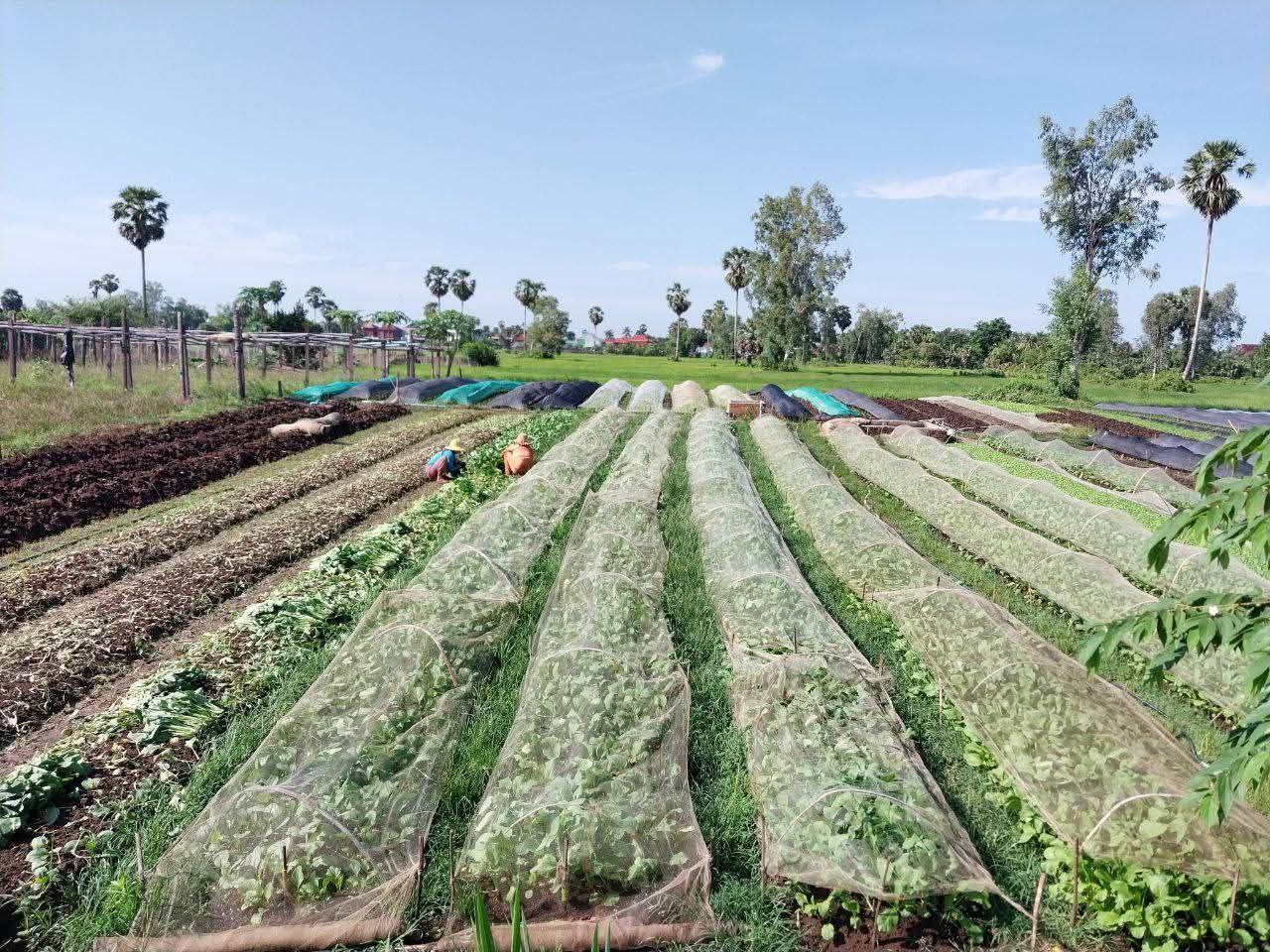 ប្រធានសហគមន៍ទួលត្រពាំងស្រស់បំព្រង អំពាវនាវឱ្យបង្កើនគាំទ្រ​ផលិត​ផលកសិកម្មរបស់ខ្មែរ