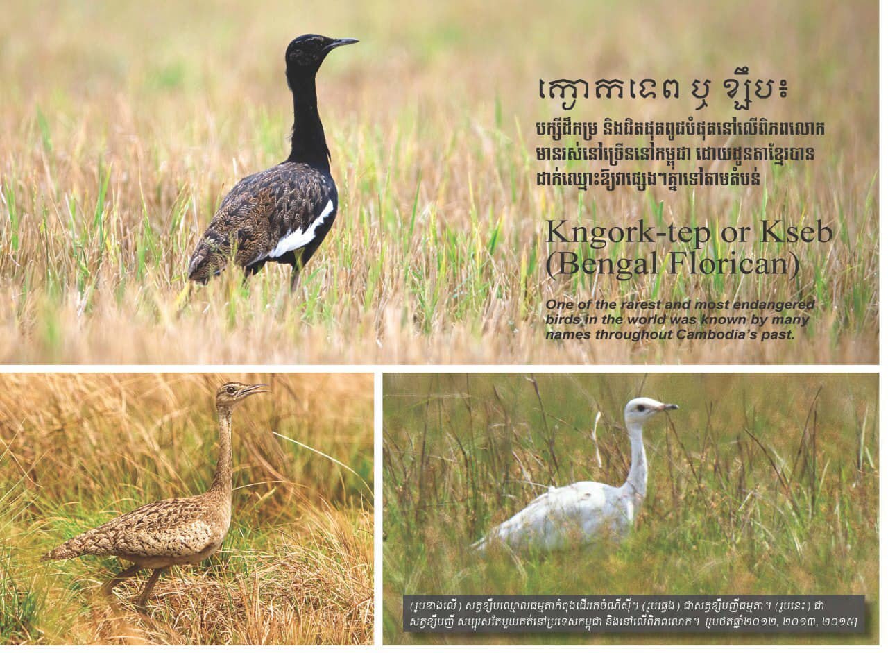 មជ្ឈមណ្ឌលអង្គរសម្រាប់ការអភិរក្សជីវចម្រុះ (ACCB) បង្ហាញពីភាពជោគជ័យ នៃ ការអភិរក្សសត្វខ្សឹបនៅកម្ពុជា និង ចែករំលឺកបទពិសោធន៍ដល់ប្រទេសផ្សេងទៀត