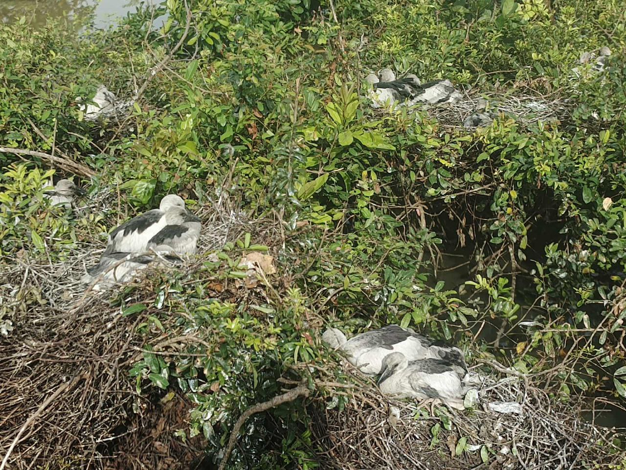 ទំនប់ចាំក្តាន់ឃុំព្រៃព្នៅ ស្រុកពារាំង ខេត្តព្រៃវែង មានសត្វស្លាបជាច្រើនប្រភេទ កំពុងរស់នៅយ៉ាងសុខសាន្ត ក្នុងរដូវទឹកឡើងនេះ