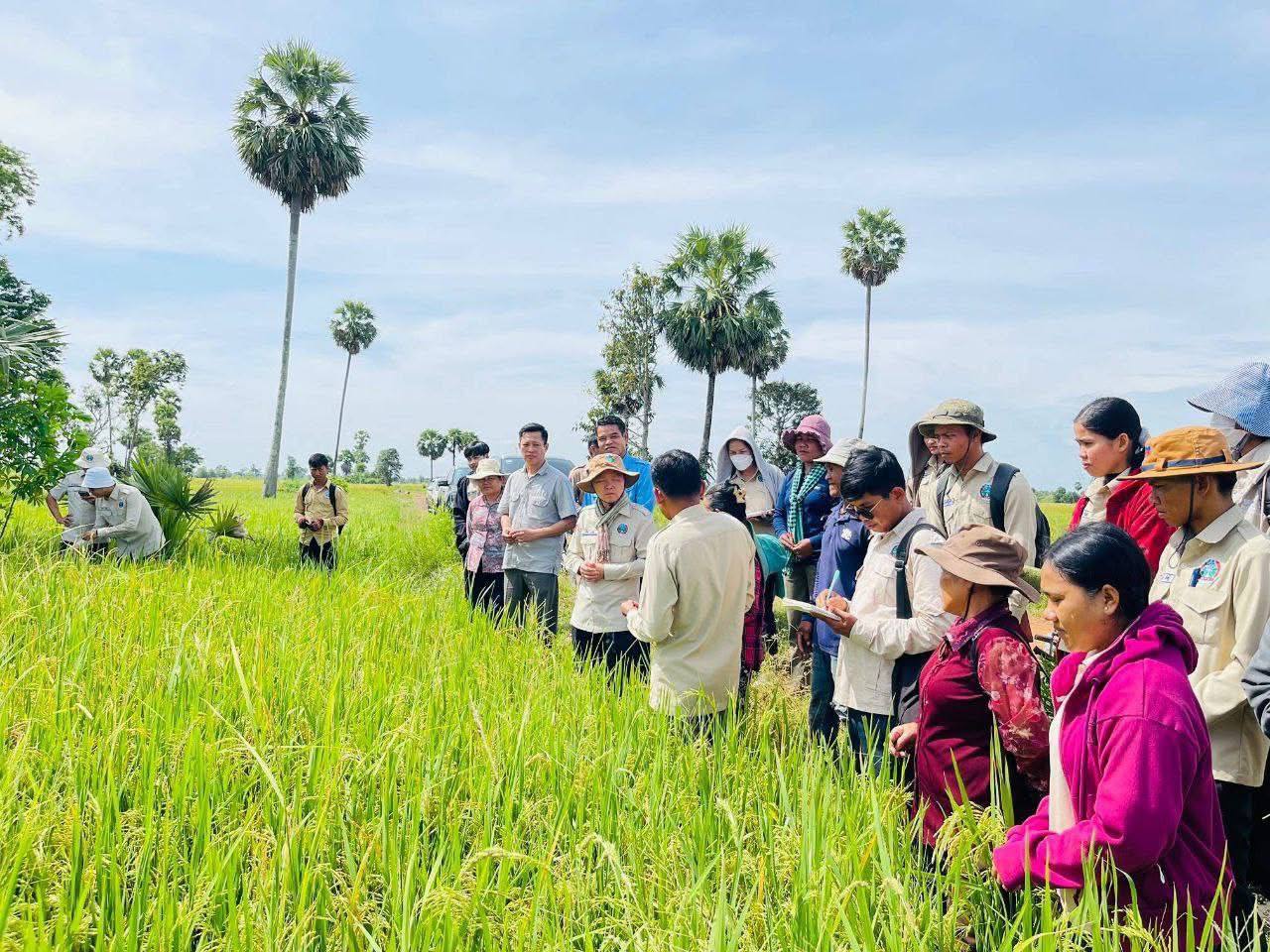 ការអនុវត្តតាមការណែនាំរបស់មន្រ្តីកសិកម្មឃុំបានជួយកាត់បន្ថយចំណាយលើ ពូជ ជី ថ្នាំកសិកម្ម និងសុខភាពស្រូវលូតលាស់ល្អ ទិន្នផលក៏បានច្រើន
