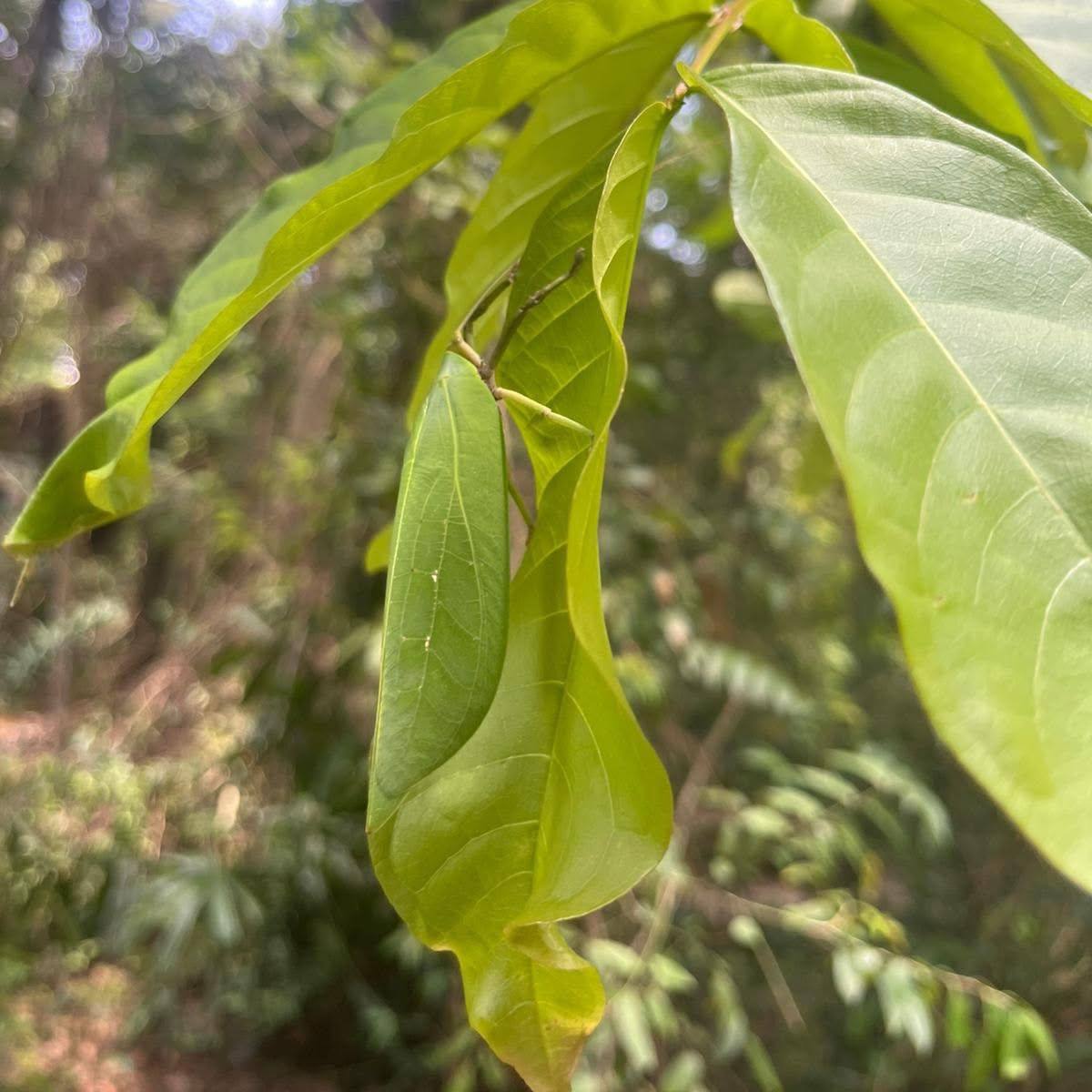 សត្វកណ្តូប Katydid ជាសត្វ ដែលជំនាញខាងក្លែងបន្លំខ្លួនទៅនឹងបរិស្ថាន និងវាអាចក្លែងខ្លួនស្រដៀង នឹងស្លឹកឈើ ដែលយើងអាចមើលច្រឡំគ្នាបាន
