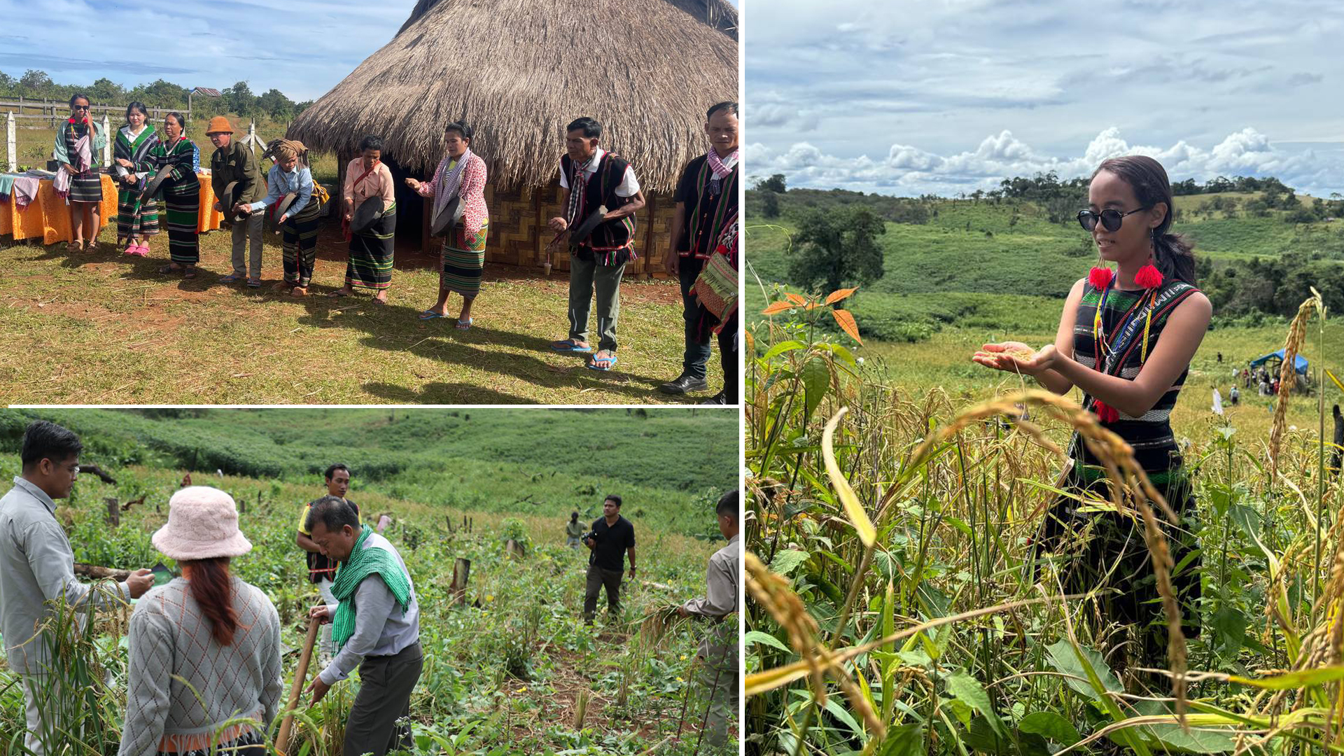ប្រពៃណីបូតស្រូវ ជនជាតិដើមភាគតិច ពូនង នៅតែរក្សារហូតមកដល់ពេលបច្ចុប្បន្ន